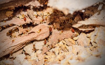 5 Ways to Prevent Termites in the Home
