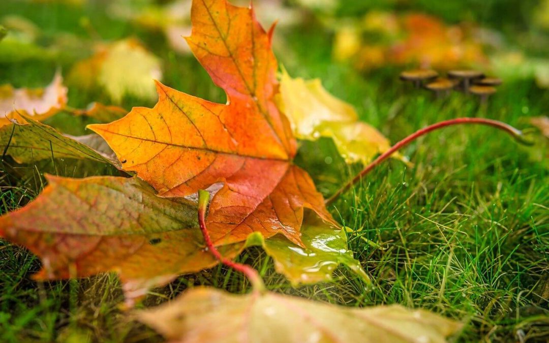 maintain a healthy lawn in the fall